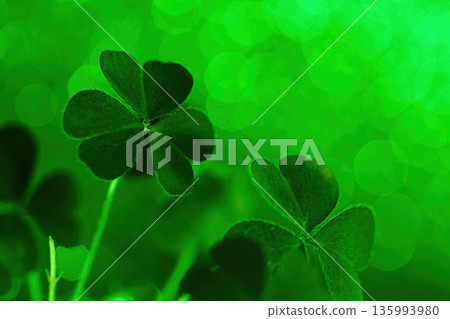 Shamrocks growing with glittering green bokeh background celebrating st patrick's day 135993980