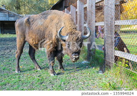 Majestic Wisent Bull in a Nature Reserve Habitat 135994024
