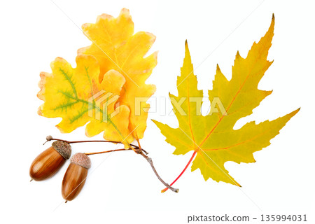 Autumn Still Life with Yellow Oak Leaves, Maple Leaf, and Acorns 135994031