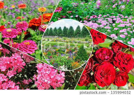 Collection of Bright Blooming Flowers and Botanical Garden View 135994032