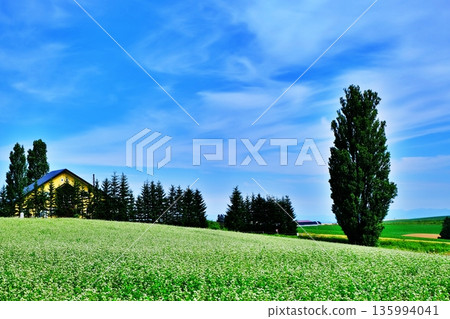 Ken and Mary's Tree (Biei, Hokkaido) 135994041
