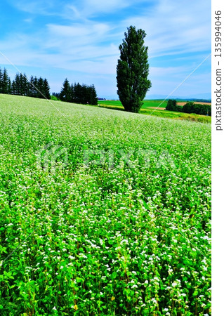Potato field and Ken and Mary's tree 135994046