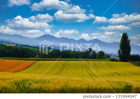 Ken and Mary's tree and wheat fields, a hill in Biei overlooking the Tokachi Mountains 135994047