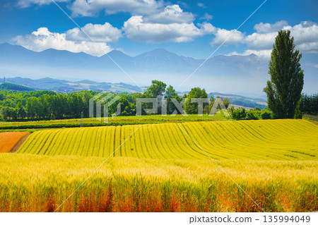 Ken和Mary的樹林和麥田，位於美瑛的一座小山上，可以俯瞰十勝山脈。 135994049