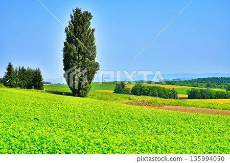 Ken和Mary的樹（北海道美瑛） 135994050