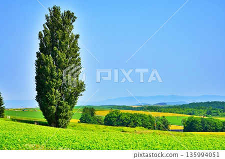 Ken and Mary's Tree (Biei, Hokkaido) 135994051