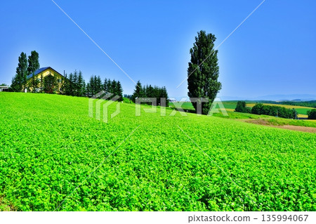 Biei hill and Ken and Mary trees Biei hill and Ken and Mary trees 135994067