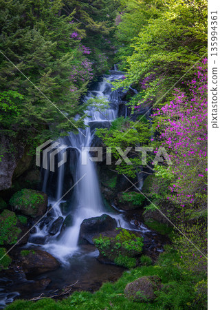 Japanese azalea blooming at Ryuzu Falls, a scenic spot in Oku-Nikko Japanese azalea blooming at Ryuzu Falls, a scenic spot in Oku-Nikko 135994361