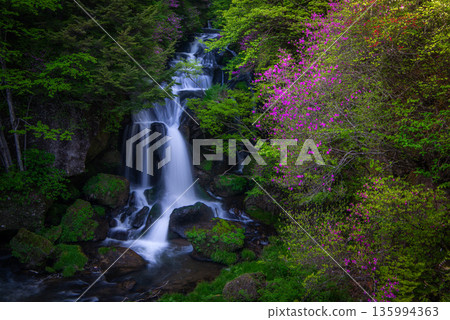 Japanese azalea blooming at Ryuzu Falls, a scenic spot in Oku-Nikko 135994363