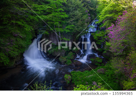 Japanese azalea blooming at Ryuzu Falls, a scenic spot in Oku-Nikko Japanese azalea blooming at Ryuzu Falls, a scenic spot in Oku-Nikko 135994365