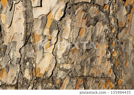 Maritime Pine, Pinus pinaster trunk symbol. Texture made of maritime pine tree bark. Beautiful Maritime Pine, Pinus pinaster trunk background. Conceptual image. Peaceful nature. Maritime Pine, Pinus pinaster trunk symbol. Texture made of maritime pine tree bark. Beautiful Maritime Pine, Pinus pinaster trunk background. Conceptual image. Peaceful nature. 135994435