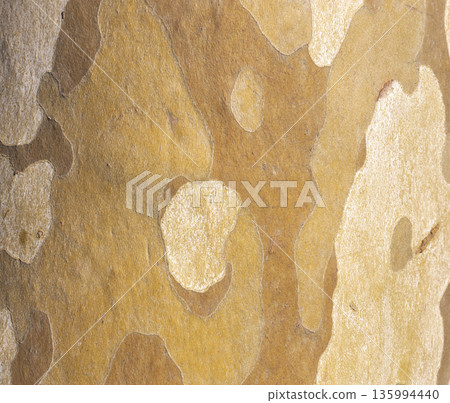 Platan, Platane, Platanus sycamore, plane trunk symbol. Texture made of Platan, Platane, sycamore, plane tree bark. Beautiful Platan tree trunk background. Conceptual image. Peaceful nature Typography 135994440