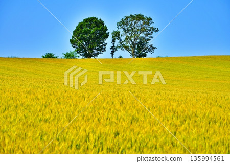 Golden wheat field hills and parent and child trees Golden wheat field hills and parent and child trees 135994561