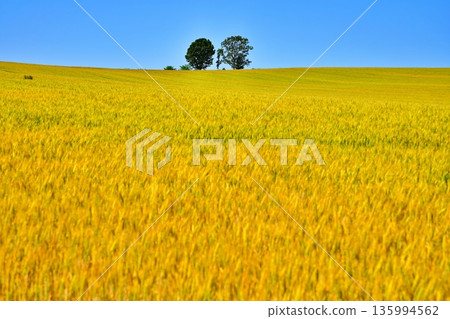 Golden wheat field hills and parent and child trees 135994562