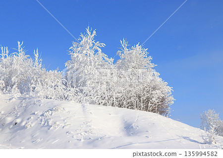 Fabulous beautiful trees in a thick layer of frost and snow during a severe frost against a blue sky background.Beautiful winter invitation card for tourists.The beauty of the cold season Fabulous beautiful trees in a thick layer of frost and snow during a severe frost against a blue sky background.Beautiful winter invitation card for tourists.The beauty of the cold season 135994582