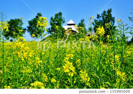 北海道美瑛市西北山展望公園的油菜花 135995009