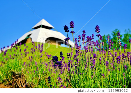 Lavender at Northwest Hill Observation Park (Biei, Hokkaido) Lavender at Northwest Hill Observation Park (Biei, Hokkaido) 135995012