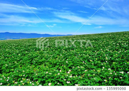 Hokkaido summer potato fields Hokkaido summer potato fields 135995098