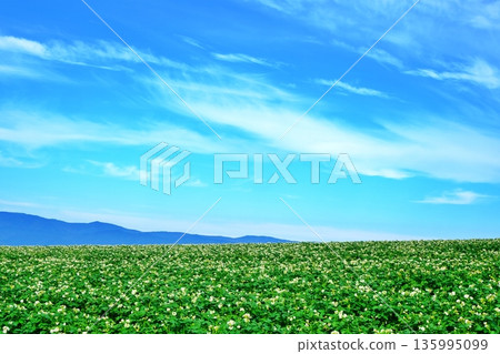 北海道夏季馬鈴薯田 135995099