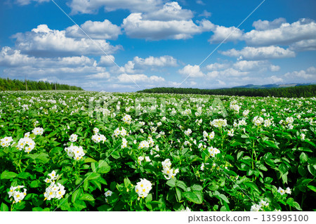 Hokkaido summer potato fields Hokkaido summer potato fields 135995100