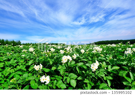 北海道夏季馬鈴薯田 135995102
