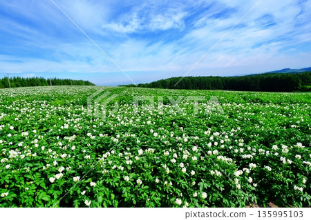 北海道夏季馬鈴薯田 135995103