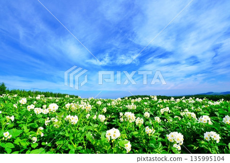 Hokkaido summer potato fields Hokkaido summer potato fields 135995104