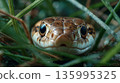 Serene encounter with a camouflaged snake among lush grass at dawn 135995325