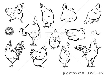 Set of chickens and rooster. Decorative bird hen silhouette Set of chickens and rooster. Decorative bird hen silhouette 135995477