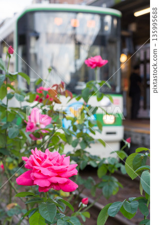 Pink roses blooming against the backdrop of a railway 135995688