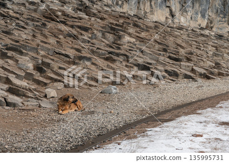Ginger dog rests on gravel beside a basalt rock wall at the Symphony of Stones, warm fur contrasts with rough volcanic textures and winter ground Ginger dog rests on gravel beside a basalt rock wall at the Symphony of Stones, warm fur contrasts with rough volcanic textures and winter ground 135995731