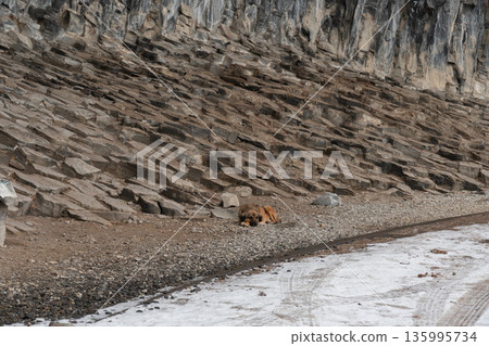 Stray dog rests on gravel beside a basalt rock wall at the Symphony of Stones, warm fur contrasts with rough volcanic textures and patches of snow Stray dog rests on gravel beside a basalt rock wall at the Symphony of Stones, warm fur contrasts with rough volcanic textures and patches of snow 135995734