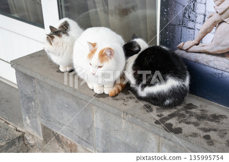 Three cats sit closely together on stone ledge, white and black fur creates soft contrast with rough textures and calm daylight Three cats sit closely together on stone ledge, white and black fur creates soft contrast with rough textures and calm daylight 135995754