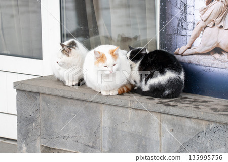 Three cats sit closely together on stone ledge, white and black fur creates soft contrast with rough textures and calm daylight Three cats sit closely together on stone ledge, white and black fur creates soft contrast with rough textures and calm daylight 135995756