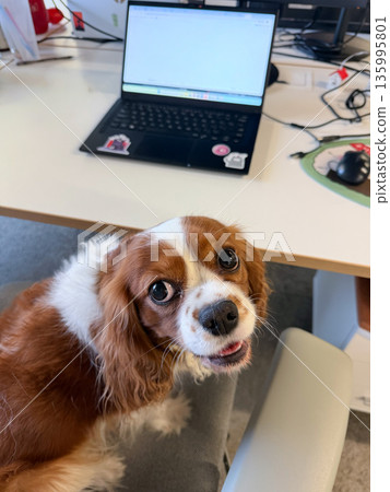 Cavalier King Charles Spaniel looks up beside work desk with open laptop in dog-friendly office, casual workspace details create friendly atmosphere Cavalier King Charles Spaniel looks up beside work desk with open laptop in dog-friendly office, casual workspace details create friendly atmosphere 135995801