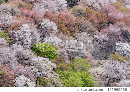 吉野山上千朵櫻花盛開，景色蔚為壯觀。 135996666