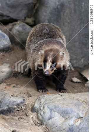 Japanese badger looking at the camera Japanese badger looking at the camera 135996845