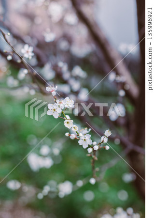 Beautiful branch with white blossom in a spring garden. Beautiful branch with white blossom in a spring garden. 135996921