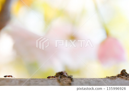 Two ants active on a double cherry tree 135996926