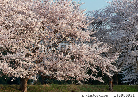 Cherry blossoms in full bloom shining in the sunlight 135996931
