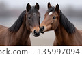 Horses standing close together in a field during a cloudy day 135997094