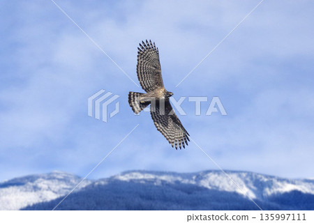 A mountain hawk flying with the mountains in the background A mountain hawk flying with the mountains in the background 135997111