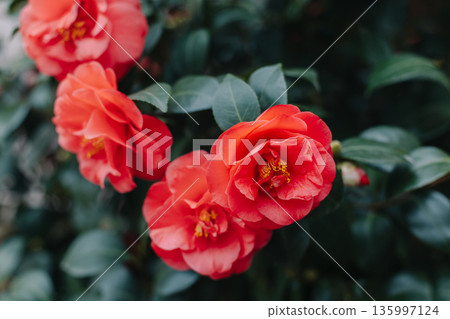 Beautiful pink Camellia flowers in a garden. \ 135997124