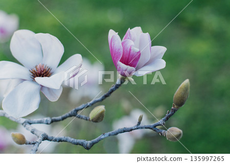 Amazing Magnolia flowers in a spring garden. Springtime background. 135997265