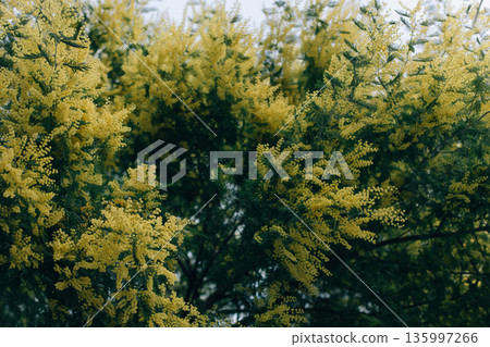 Amazing Mimosa flowers in a spring garden. Springtime background. 135997266