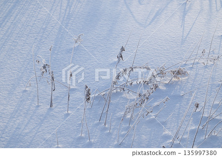 Winter grass 135997380
