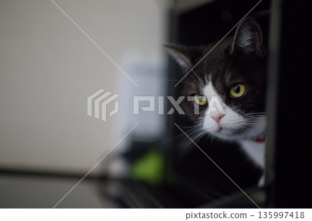 Peeping cat Peeping cat 135997418