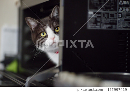 Peeping cat Peeping cat 135997419