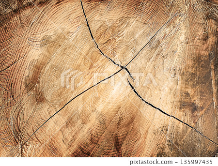 Close-Up Texture of Cracked Wooden Tree Slice Close-Up Texture of Cracked Wooden Tree Slice 135997435