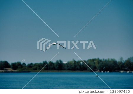 Seagull flying over a calm river with a flock of birds , August 2025 Seagull flying over a calm river with a flock of birds , August 2025 135997450